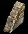 Medium Petrified Wood Bookends - Madagascar #4492-2